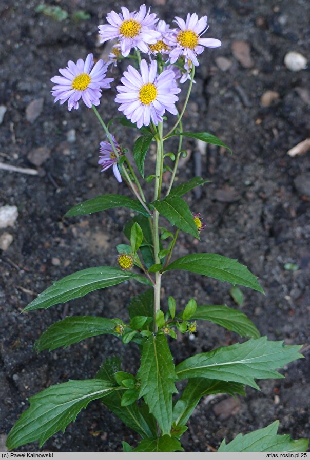 Aster mongolicus (kalimeris mongolski)