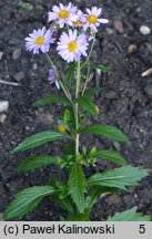 Aster mongolicus (kalimeris mongolski)