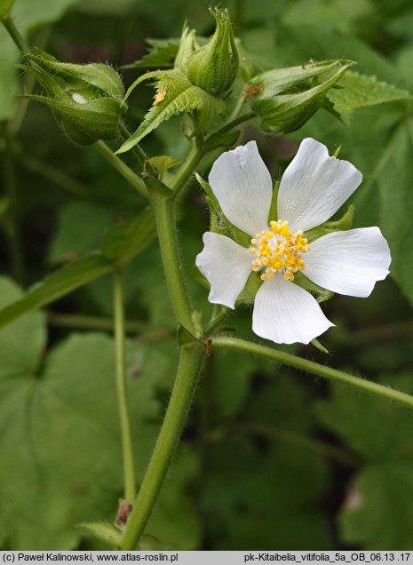 Kitaibelia vitifolia (kitajbela winoroślowata)