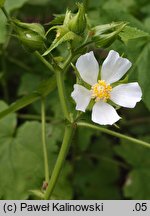 Kitaibelia vitifolia (kitajbela winoroślowata)