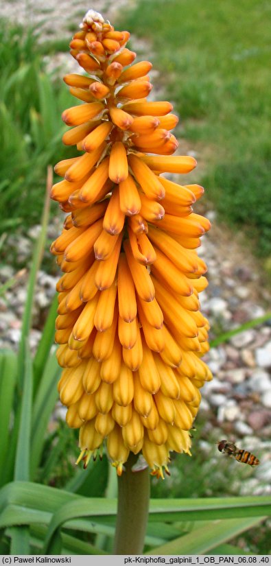 Kniphofia galpinii (trytoma Galpina)