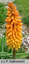 Kniphofia galpinii (trytoma Galpina)