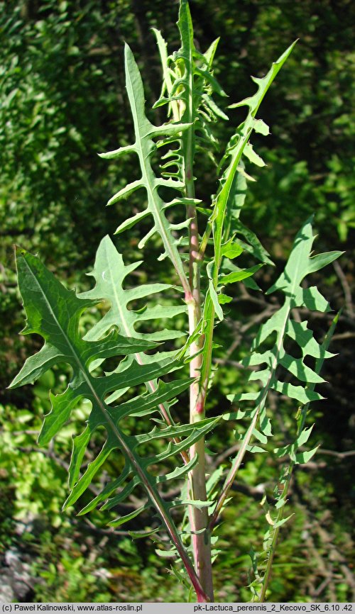 Lactuca perennis (sałata trwała)