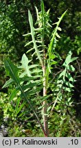 Lactuca perennis (sałata trwała)