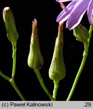 Lactuca perennis (sałata trwała)