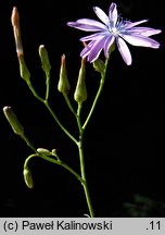 Lactuca perennis (sałata trwała)