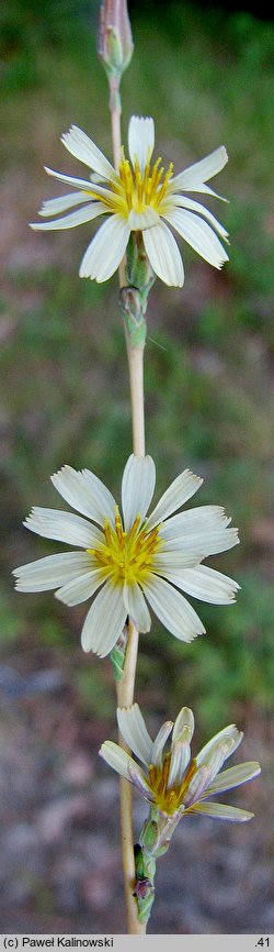 Lactuca saligna (sałata solna)