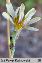 Lactuca saligna (sałata solna)