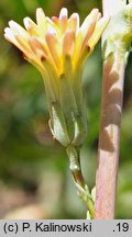 Lactuca virosa (sałata jadowita)