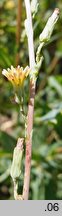 Lactuca virosa (sałata jadowita)