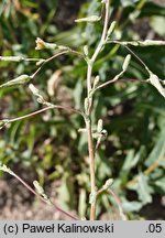 Lactuca virosa (sałata jadowita)