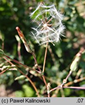 Lactuca virosa (sałata jadowita)