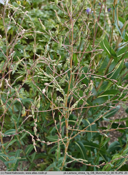 Lactuca virosa (sałata jadowita)