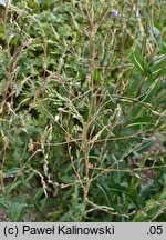 Lactuca virosa (sałata jadowita)