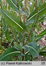 Lactuca virosa (sałata jadowita)