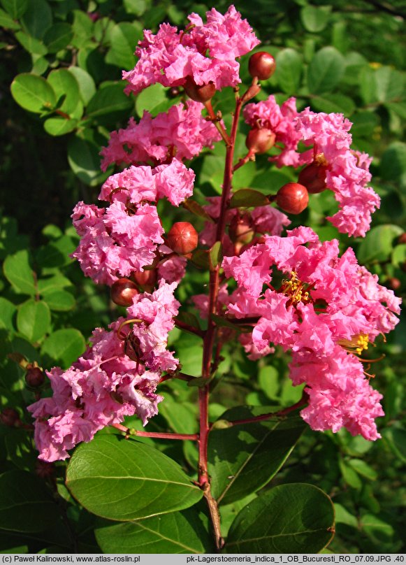 Lagerstroemia indica (lagerstremia indyjska)