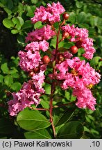 Lagerstroemia indica (lagerstremia indyjska)