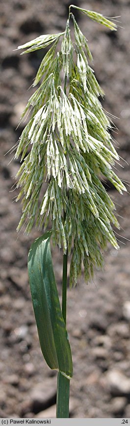 Lamarckia aurea (lamarkia złota)