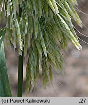 Lamarckia aurea (lamarkia złota)