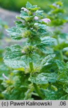 Lamium confertum