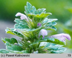 Lamium confertum