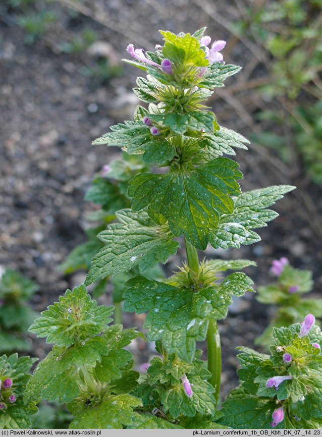 Lamium confertum