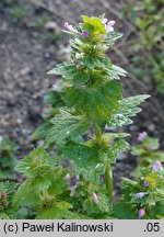 Lamium confertum