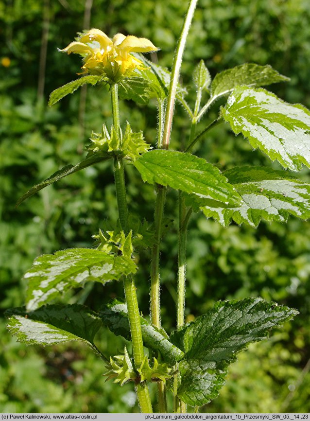 Galeobdolon luteum (gajowiec żółty)