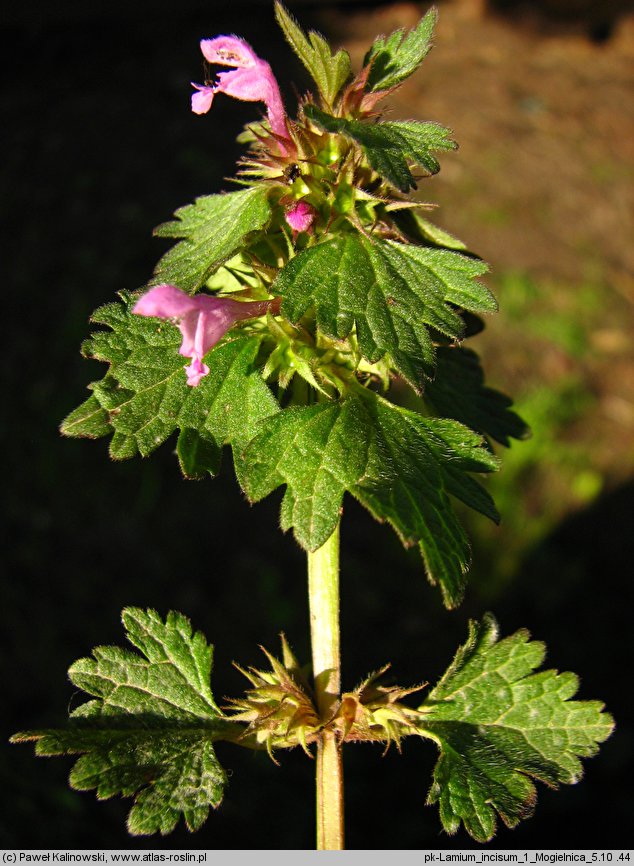 Lamium incisum (jasnota mieszańcowa)