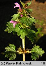 Lamium incisum (jasnota mieszańcowa)