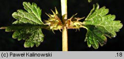 Lamium incisum (jasnota mieszańcowa)