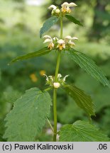 Galeobdolon luteum ssp. montanum (gajowiec żółty górski)