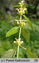 Galeobdolon luteum ssp. montanum (gajowiec żółty górski)