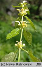 Galeobdolon montanum (gajowiec żółty górski)