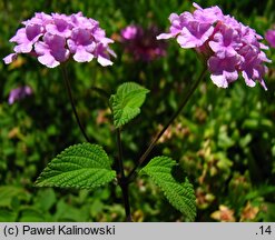 Lantana montevidensis