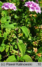 Lantana montevidensis