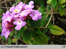 Lantana montevidensis