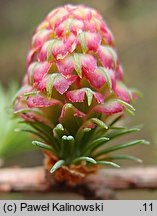 Larix decidua ssp. decidua (modrzew europejski typowy)