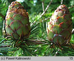 Larix decidua ssp. decidua (modrzew europejski typowy)