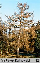 Larix decidua ssp. decidua (modrzew europejski typowy)