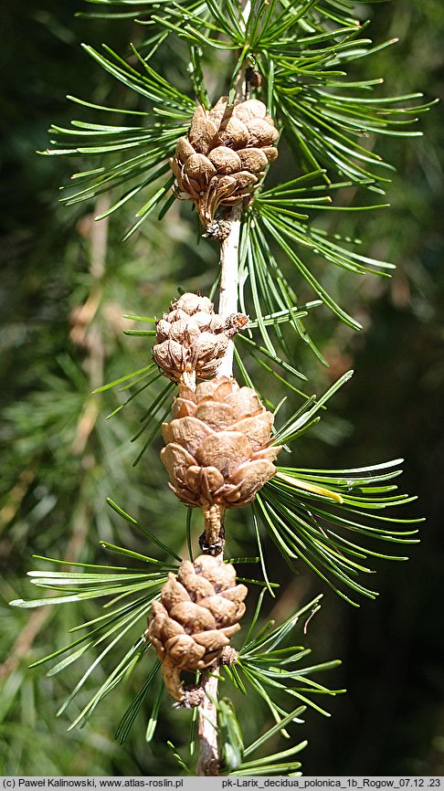 Larix decidua ssp. polonica (modrzew europejski polski)