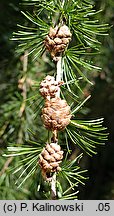 Larix decidua ssp. polonica (modrzew europejski polski)