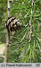 Larix decidua ssp. polonica (modrzew europejski polski)