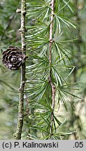 Larix decidua ssp. polonica (modrzew europejski polski)