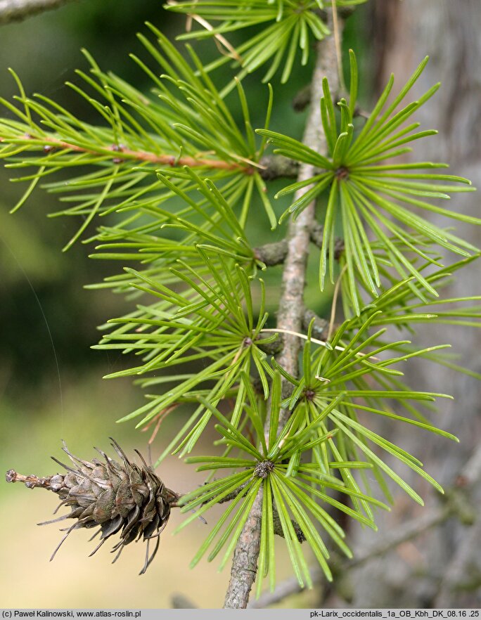 Larix occidentalis (modrzew zachodni)