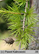 Larix occidentalis (modrzew zachodni)