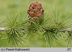 Larix ×eurolepis (modrzew eurojapoński)