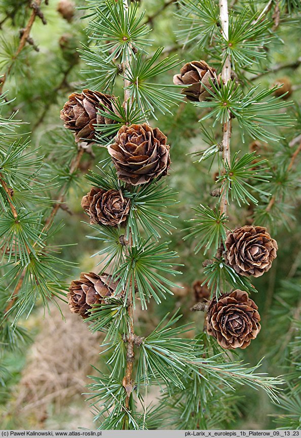 Larix ×eurolepis (modrzew eurojapoński)