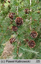 Larix ×eurolepis (modrzew eurojapoński)