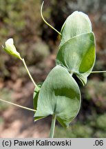 Lathyrus aphaca (groszek bezlistny)